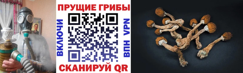 где продают   Белорецк  Псилоцибиновые грибы Psilocybine cubensis 